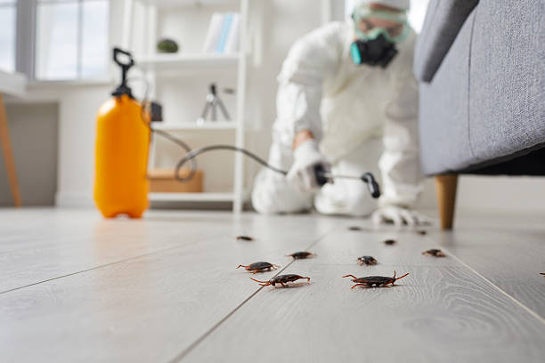 Commercial Kitchen Cockroach Control in Dacono